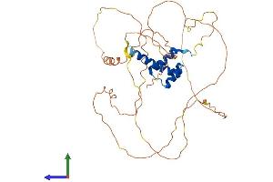 AlphaFold protein structure predicition of Mouse Recombinant Hoxa13 Protein, UniprotID Q62424