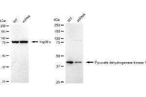Western blotting analysis using Pyruvate dehydrogenase kinsae 1 antibody (ABIN7800082). (Recombinant PDK1 anticorps)