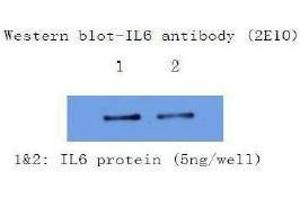 Western Blotting (WB) image for anti-Interleukin 6 (IL6) antibody (ABIN1107854) (IL-6 anticorps)