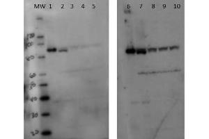 Western Blot of Rabbit anti-Setdb2 antibody. (SETDB2 anticorps)