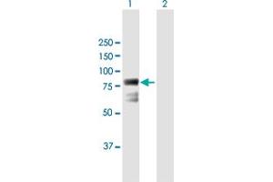 Western Blot analysis of ECD expression in transfected 293T cell line by ECD MaxPab polyclonal antibody. (ECD/SGT1 anticorps  (AA 1-644))