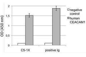 Image no. 2 for anti-Carcinoembryonic Antigen-Related Cell Adhesion Molecule 1 (CEACAM1) antibody (ABIN614759) (CEACAM1 anticorps)