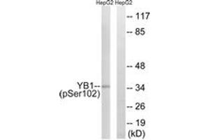 Western blot analysis of extracts from HepG2 cells treated with PMA 125ng/ml 15', using YB1 (Phospho-Ser102) Antibody. (YBX1 anticorps  (pSer102))