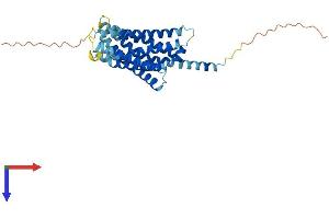 MAS-Related GPR, Member X3 (MRGPRX3) (AA 1-322) protein (His tag)