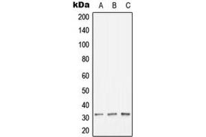Western blot analysis of HLA-DOB expression in HeLa (A), Raw264.