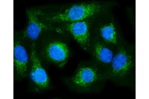 IF analysis of COX6B1 using anti-COX6B1 antibody (ABIN7603206). (COX6B1 anticorps  (N-Term))