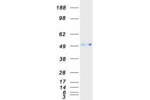 Validation with Western Blot