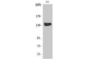 Western Blotting (WB) image for anti-Diacylglycerol Kinase, iota (DGKI) (C-Term) antibody (ABIN3180576) (DGKI anticorps  (C-Term))
