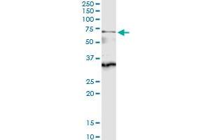 Immunoprecipitation of CDC45L transfected lysate using anti-CDC45L MaxPab rabbit polyclonal antibody and Protein A Magnetic Bead , and immunoblotted with CDC45L purified MaxPab mouse polyclonal antibody (B01P) .