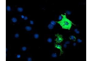 Immunofluorescence (IF) image for anti-Anaphase Promoting Complex Subunit 2 (ANAPC2) antibody (ABIN1496637)