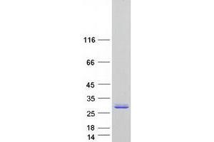 Validation with Western Blot
