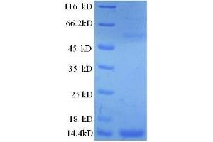 Interleukin 8 (IL8) (AA 23-101) protein (His tag) expressed in E.
