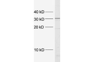 dilution: 1 : 5000, sample: crude synaptosomal fraction of rat brain (P2) (Syntaxin 4 anticorps  (Cytoplasmic Domain))