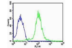 anti-Tubulin, alpha 1c (TUBA1C) (N-Term) antibody