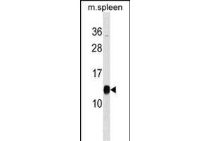 PFDN1 Antibody (C-term) (ABIN1537628 and ABIN2849009) western blot analysis in mouse spleen tissue lysates (35 μg/lane). (PFDN1 anticorps  (C-Term))