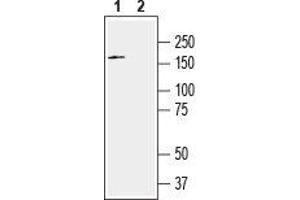Western blot analysis of human U-87 MG glioblastoma cell line lysate: - 1. (SLITRK2 anticorps  (Extracellular, N-Term))