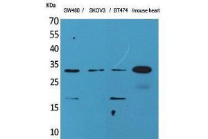 Western Blotting (WB) image for anti-Fibroblast Growth Factor 18 (FGF18) (C-Term) antibody (ABIN3178212) (FGF18 anticorps  (C-Term))