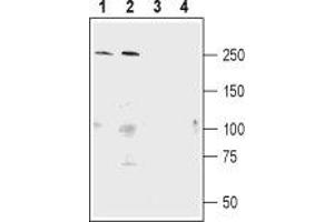 Western blot analysis of mouse (lanes 1 and 3) and rat (lanes 2 and 4) brain lysate: - 1,2.