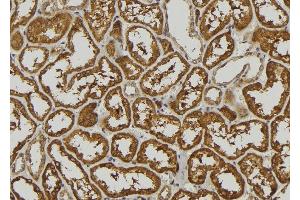 ABIN6278884 at 1/100 staining Mouse kidney tissue by IHC-P. (IFNA5 anticorps)
