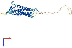 AlphaFold protein structure predicition of Mouse Recombinant Cldn2 Protein, UniprotID O88552