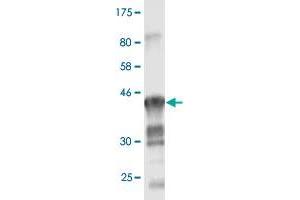 Western Blot detection against Immunogen (48.