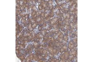 Immunohistochemical staining of human pancreas with RPS24 polyclonal antibody  shows moderate cytoplasmic positivity in exocrine glandular cells. (RPS24 anticorps)