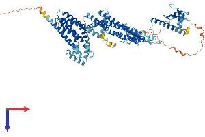 AlphaFold protein structure predicition of Mouse Recombinant Arhgef37 Protein, UniprotID A1IGU4