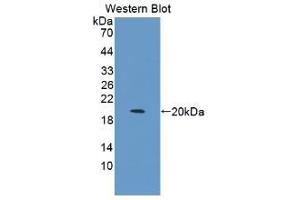 Detection of Recombinant IL1b, Canine using Monoclonal Antibody to Interleukin 1 Beta (IL1b)
