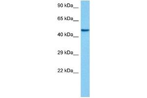 Host:  Mouse  Target Name:  EEF1A1  Sample Tissue:  Mouse Pancreas  Antibody Dilution:  1ug/ml (eEF1A1 anticorps  (C-Term))