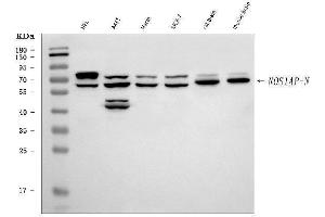 Western blot analysis of CAPON/NOS1AP using anti-CAPON/NOS1AP antibody (ABIN7600833).