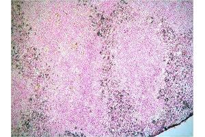 Staining for Ly-6G/-6C of frozen section of mouse spleen (LY6C + LY6G anticorps (Biotin))
