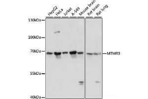 Western blot analysis of extracts of various cell lines using MTMR9 Polyclonal Antibody at dilution of 1:3000. (MTMR9 anticorps)