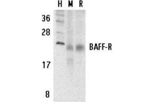 Western blot analysis of BAFF Receptor in human (H), mouse (M), and rat (R) spleen tissue lysates with AP30116PU-N BAFF Receptor antibody at 5 μg/ml. (TNFRSF13C anticorps  (C-Term))