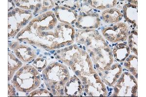 Immunohistochemical staining of paraffin-embedded Human Kidney tissue using anti-SNX9 mouse monoclonal antibody. (SNX9 anticorps)