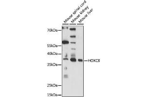 Western blot analysis of extracts of various cell lines, using HOXC8 antibody (ABIN6291156) at 1:1000 dilution. (HOXC8 anticorps)