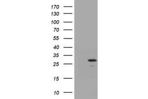 Image no. 1 for anti-Trafficking Protein Particle Complex 4 (TRAPPC4) antibody (ABIN1501266) (TRAPPC4 anticorps)