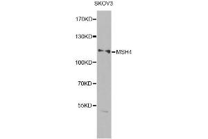 Western blot analysis of extracts of SKOV3 cells, using MSH4 antibody (ABIN6290600) at 1:1000 dilution. (MSH4 anticorps)