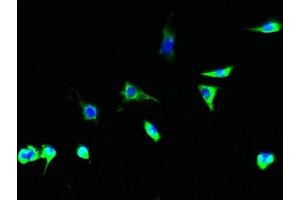 Immunofluorescent analysis of Hela cells using ABIN7153737 at dilution of 1:100 and Alexa Fluor 488-congugated AffiniPure Goat Anti-Rabbit IgG(H+L) (TSTA3 anticorps  (AA 1-314))