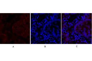 Immunofluorescence analysis of rat lung tissue. (N-Cadherin anticorps  (AA 690-770))