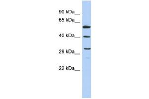 WB Suggested Anti-C1QTNF7 Antibody Titration: 0.