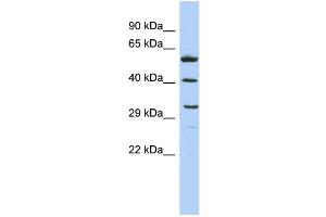 WB Suggested Anti-C1QTNF7 Antibody Titration: 0. (CTRP7 anticorps  (Middle Region))