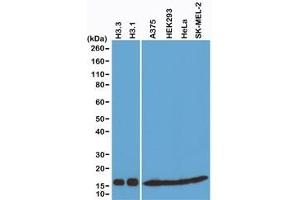 Western blot of recombinant Histone H3. (Recombinant Histone 3 anticorps  (C-Term, pan))