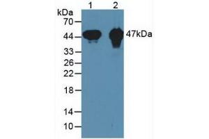 Western blot analysis of (1) Mouse Heart Tissue and (2) Rat Heart Tissue. (CKMT1A anticorps  (AA 41-250))