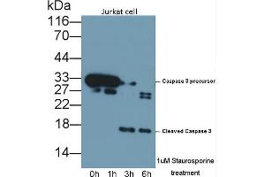 Detection of CASP3 in lysates of Jurkat cell line using Polyclonal Antibody to Caspase 3 (CASP3) (Caspase 3 anticorps  (AA 29-175))