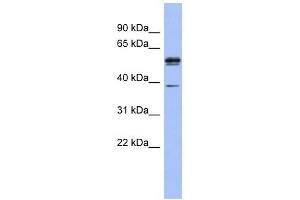 KHDRBS3 antibody used at 1 ug/ml to detect target protein. (KHDRBS3 anticorps  (N-Term))