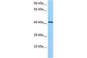 Host:  Mouse  Target Name:  EED  Sample Tissue:  Mouse Kidney  Antibody Dilution:  1ug/ml (EED anticorps  (N-Term))