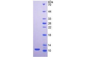 SDS-PAGE analysis of Mouse Mucin 2 Protein.