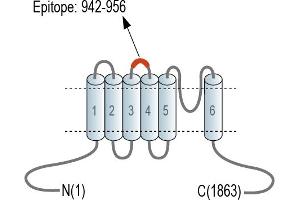 Representative domain view of the target of ABIN7237903.