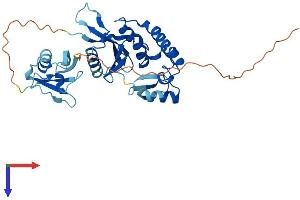 AlphaFold protein structure predicition of Human Recombinant YOD1 Protein, UniprotID Q5VVQ6
