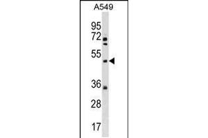 Western blot analysis in A549 cell line lysates (35ug/lane). (Membrane transport protein XK (XK) (AA 83-111), (N-Term) anticorps)
